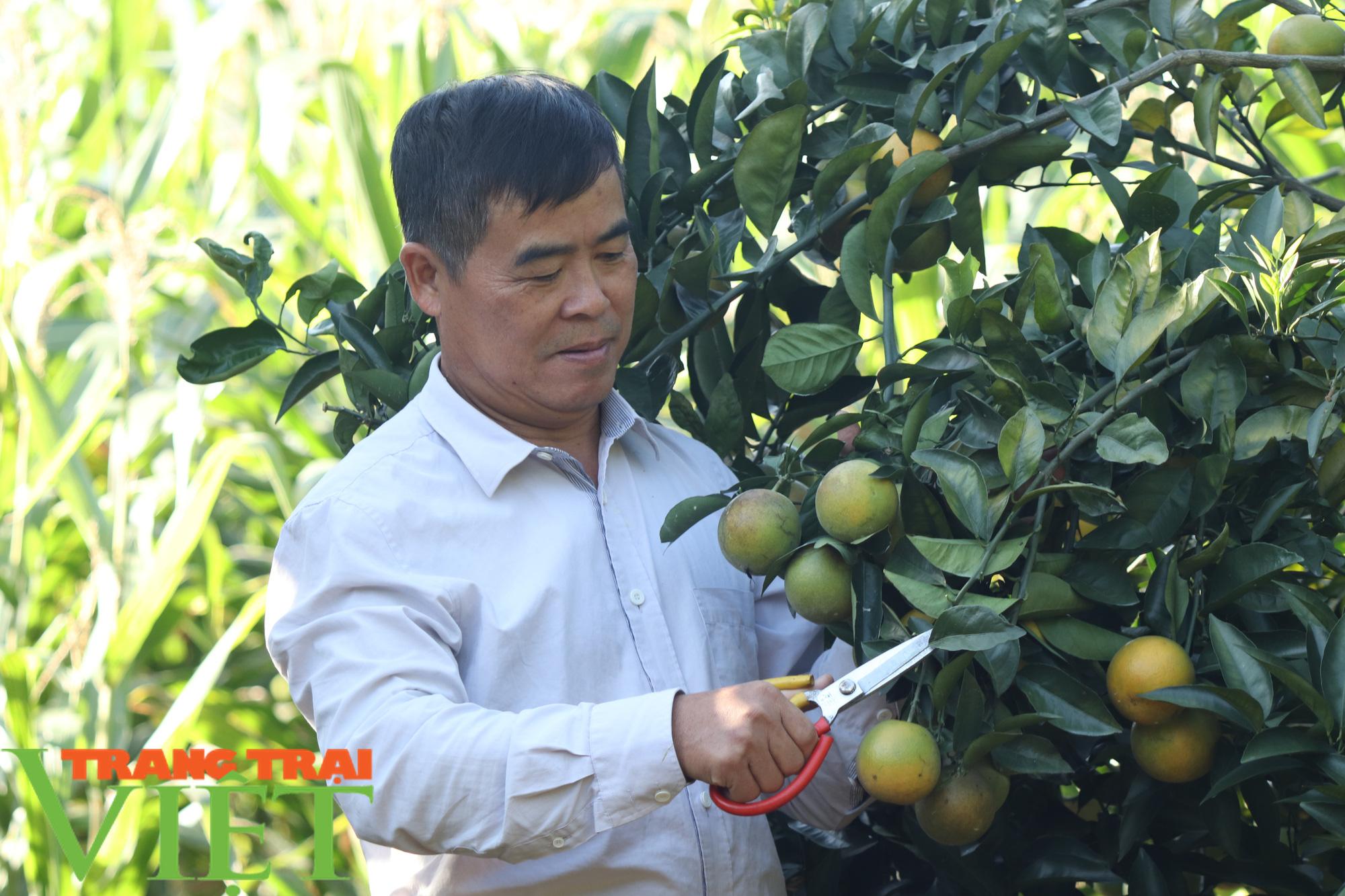 Phù Yên phấn đấu đạt 13,5 tiêu chí/xã - Ảnh 4. Phù Yên phấn đấu đạt 13,5 tiêu chí/xã - Ảnh 4.