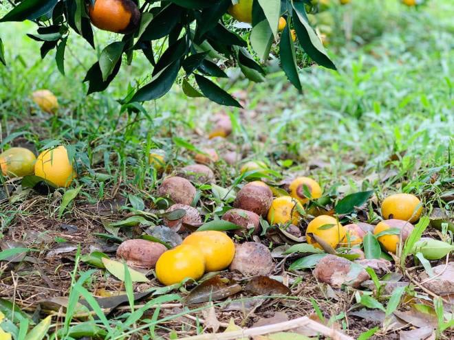 Xót xa cam đặc sản thối rụng đầy vườn sau mưa lũ ở Hà Tĩnh - Ảnh 4.