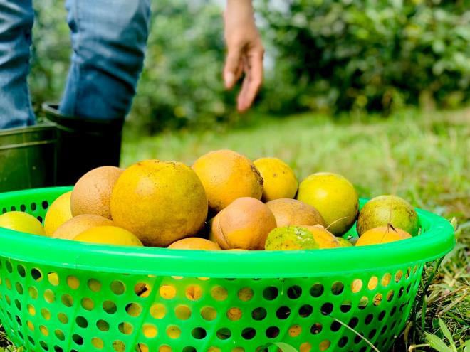 Xót xa cam đặc sản thối rụng đầy vườn sau mưa lũ ở Hà Tĩnh - Ảnh 5.