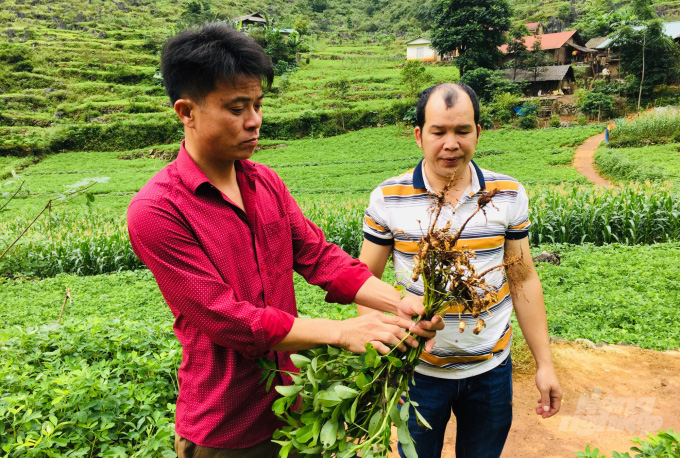 Giám đốc trẻ người Tày say mê cây lạc - Ảnh 2. Giám đốc trẻ người Tày say mê cây lạc - Ảnh 2.