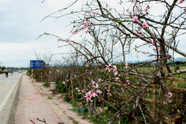 Trồng đào rừng, đào cổ thụ lãi chục triệu đồng mỗi gốc - Ảnh 1.