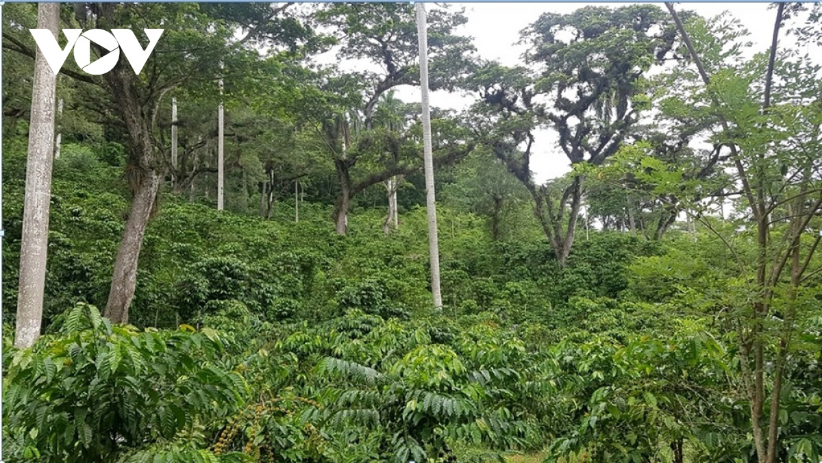 Đắk Lắk hướng tới sản xuất cà phê thông minh kết hợp phục hồi rừng - Ảnh 1. Đắk Lắk hướng tới sản xuất cà phê thông minh kết hợp phục hồi rừng - Ảnh 1.