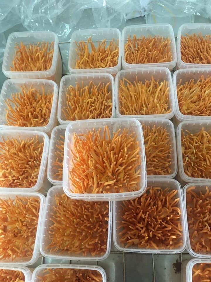Nấm Lý tưởng với khát vọng &quot;bình dân hóa&quot; nấm Đông trùng hạ thảo - Ảnh 5.