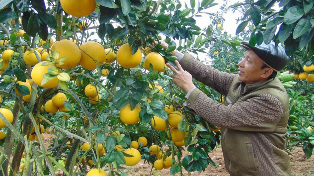 Bắc Giang lên kế hoạch thu hút du khách đến vườn trái cây Lục Ngạn - Ảnh 1. Bắc Giang lên kế hoạch thu hút du khách đến vườn trái cây Lục Ngạn - Ảnh 1.