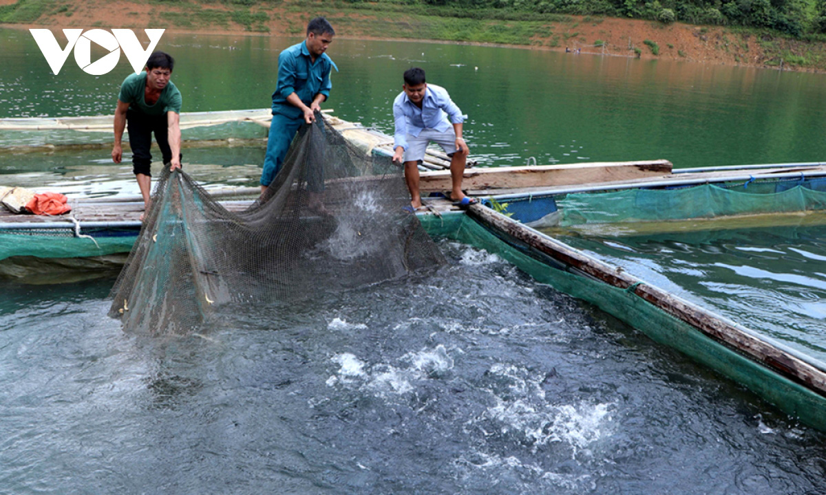 Người dân Lai Châu thu nhập hàng trăm triệu đồng từ sản xuất nông nghiệp - Ảnh 3. Người dân Lai Châu thu nhập hàng trăm triệu đồng từ sản xuất nông nghiệp - Ảnh 3.