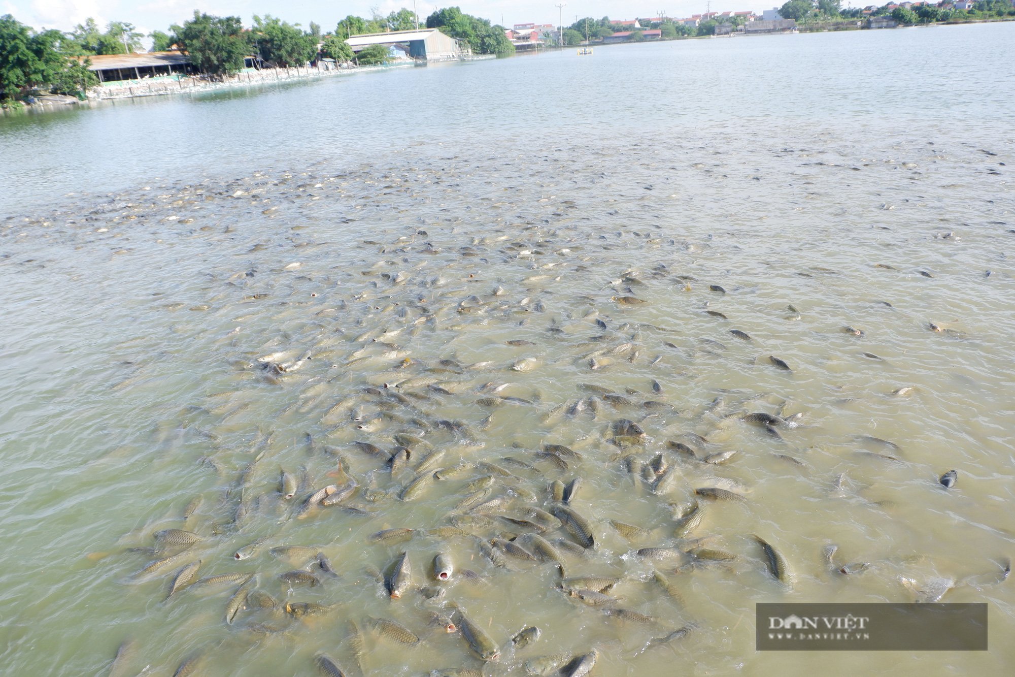 Hà Nội: Trang trại rộng 10ha nuôi vịt, cá cho 4 triệu quả trứng, 100 tấn cá, một nông dân thu lãi 700 triệu/năm - Ảnh 4.