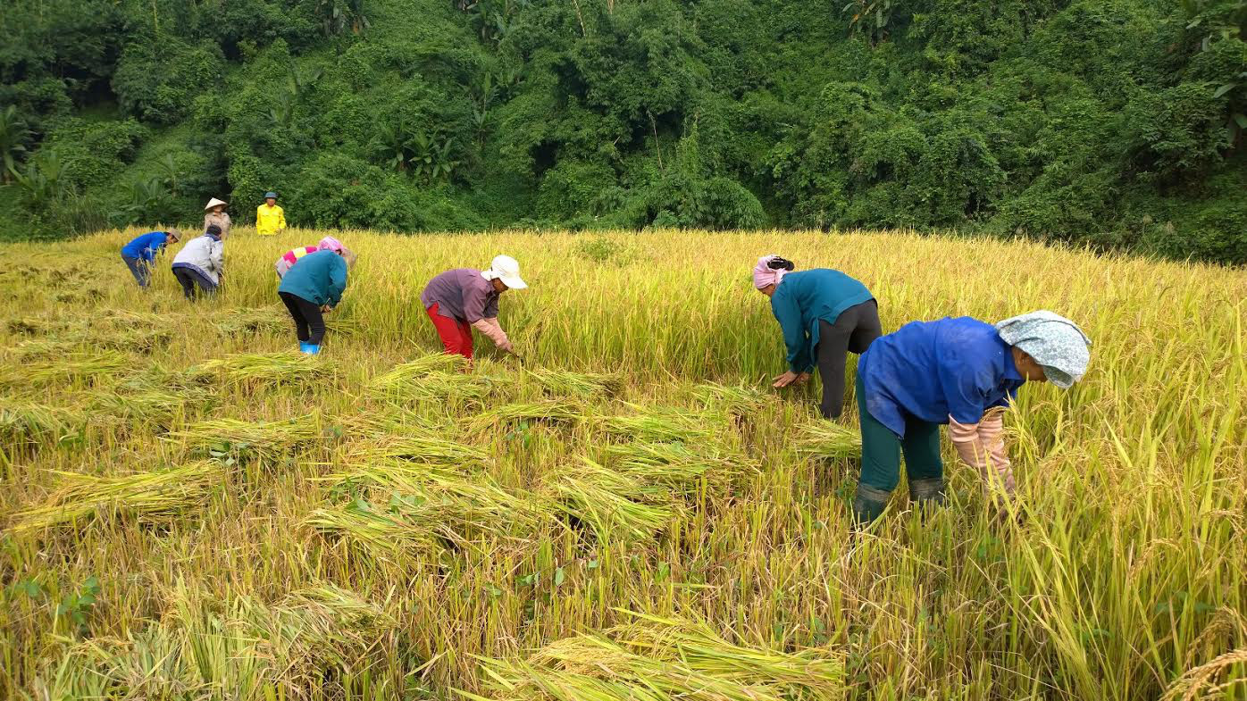 Hộ nông dân nghèo, cận nghèo được hỗ trợ 90% phí bảo hiểm nông nghiệp - Ảnh 1.