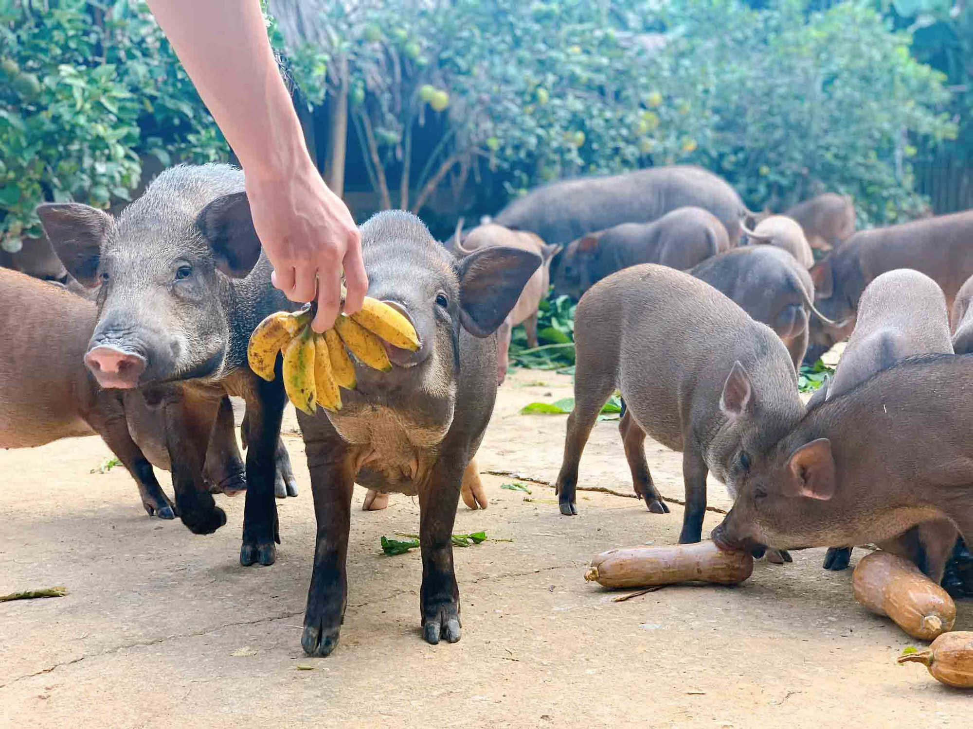 Đàn lợn rừng ăn dược liệu: Anh cán bộ xã thu tiền tỷ mỗi năm - Ảnh 3. Đàn lợn rừng ăn dược liệu: Anh cán bộ xã thu tiền tỷ mỗi năm - Ảnh 3.