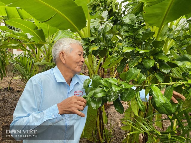 Quảng Ngãi: Lão nông 65 tuổi “bắt” đất cằn “sinh” tiền tỷ  - Ảnh 2.