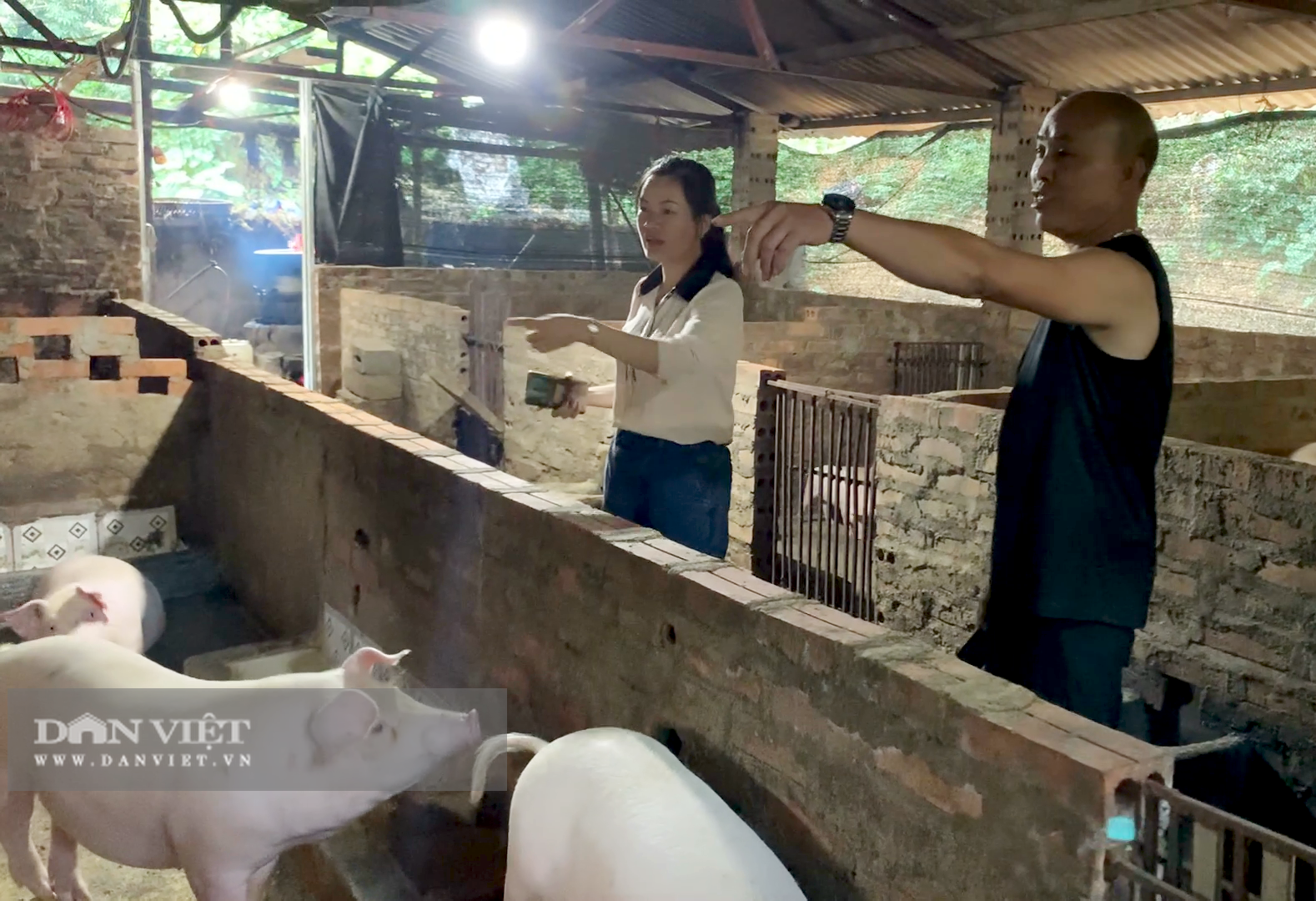 Giữa rừng không lo dịch bệnh, nông dân Cao Bằng bỏ túi hơn 500 triệu đồng/năm nhờ nuôi lợn - Ảnh 8.