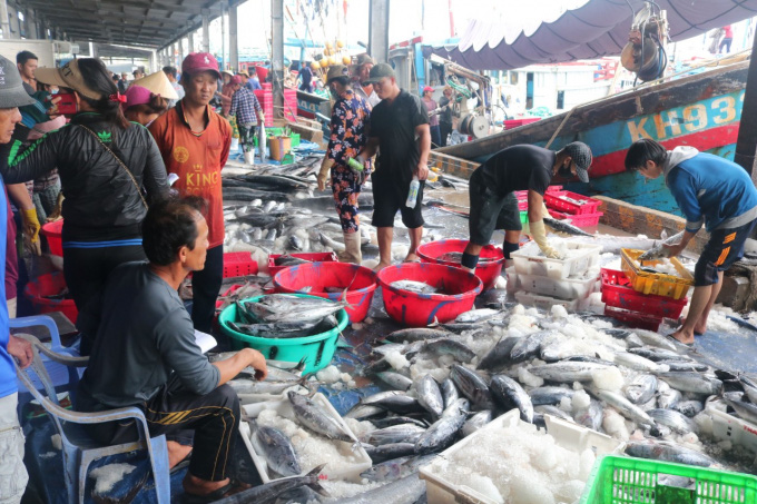 Cá nhiều, dầu rẻ, ngư dân hào hứng vươn khơi - Ảnh 1. Cá nhiều, dầu rẻ, ngư dân hào hứng vươn khơi - Ảnh 1.