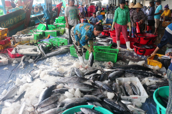 Cá nhiều, dầu rẻ, ngư dân hào hứng vươn khơi - Ảnh 3. Cá nhiều, dầu rẻ, ngư dân hào hứng vươn khơi - Ảnh 3.