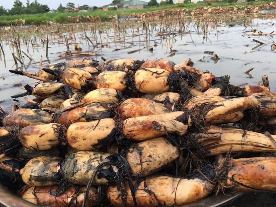 Củ sen tươi 7,9 lỗ, vì sao giá cao ngất, dân sành vẫn mua cả tạ về ăn? - Ảnh 1.
