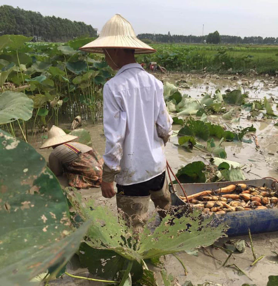 Củ sen tươi 7,9 lỗ, vì sao giá cao ngất, dân sành vẫn mua cả tạ về ăn? - Ảnh 2.