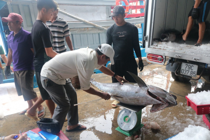 Cá nhiều, dầu rẻ, ngư dân hào hứng vươn khơi - Ảnh 4. Cá nhiều, dầu rẻ, ngư dân hào hứng vươn khơi - Ảnh 4.