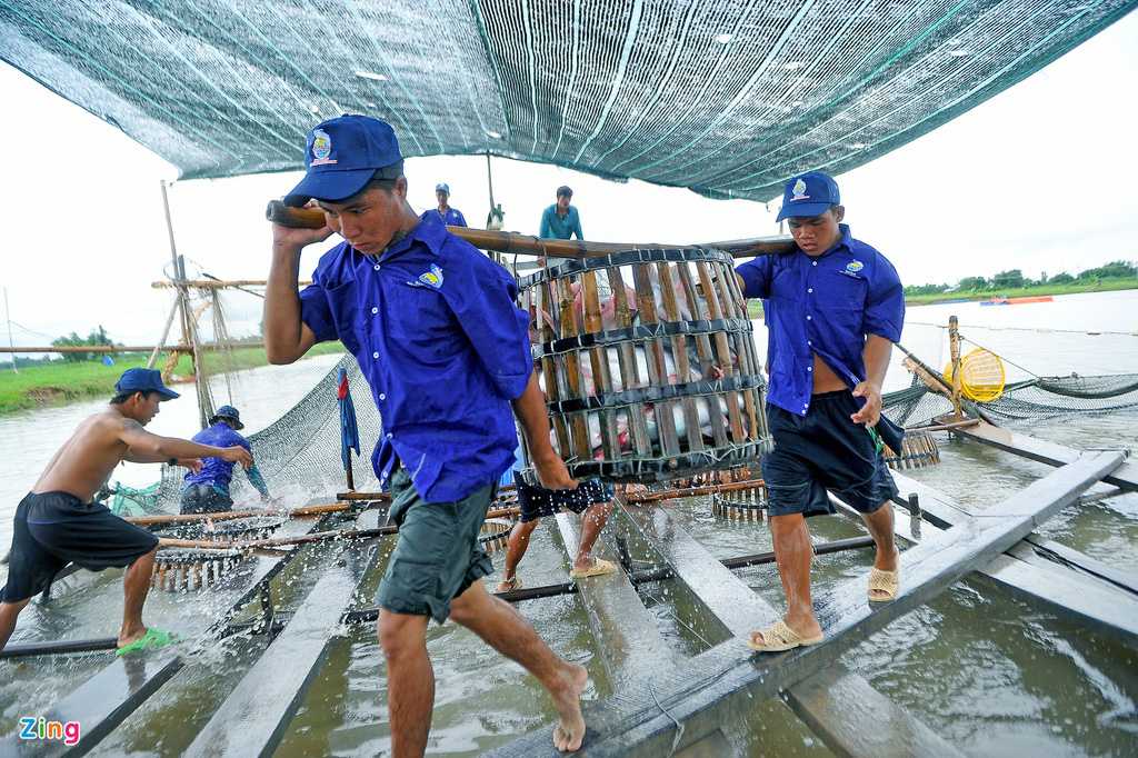 Giá cá tra lao dốc, người nuôi lỗ nặng - Ảnh 5.