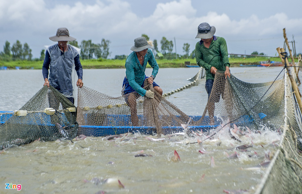 Giá cá tra lao dốc, người nuôi lỗ nặng - Ảnh 1.