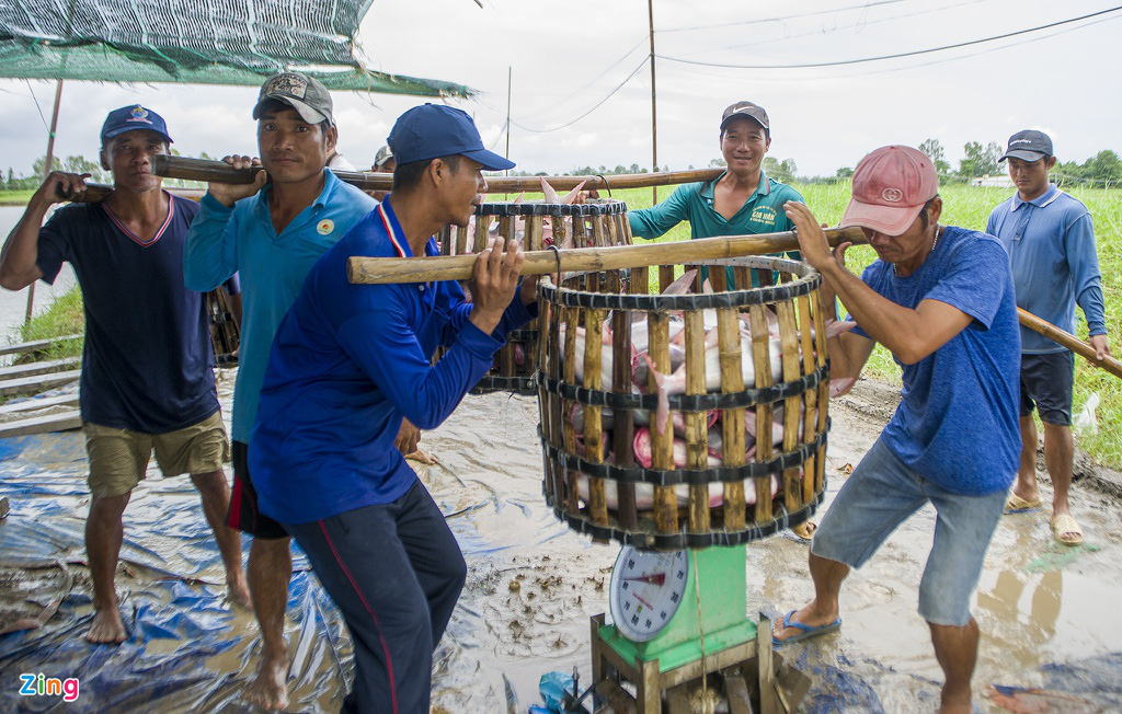 Giá cá tra lao dốc, người nuôi lỗ nặng - Ảnh 6.