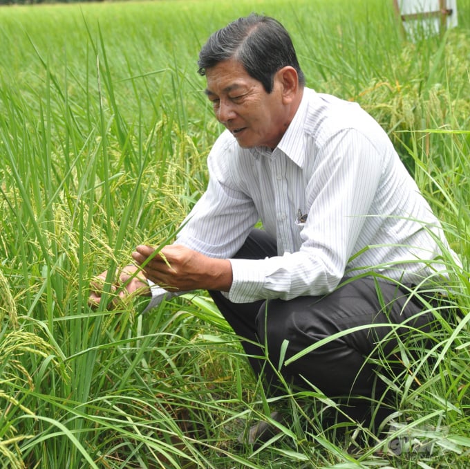 'Cha đẻ' gạo ST25 vẫn âm thầm nâng tầm gạo Việt - Ảnh 1. 'Cha đẻ' gạo ST25 vẫn âm thầm nâng tầm gạo Việt - Ảnh 1.