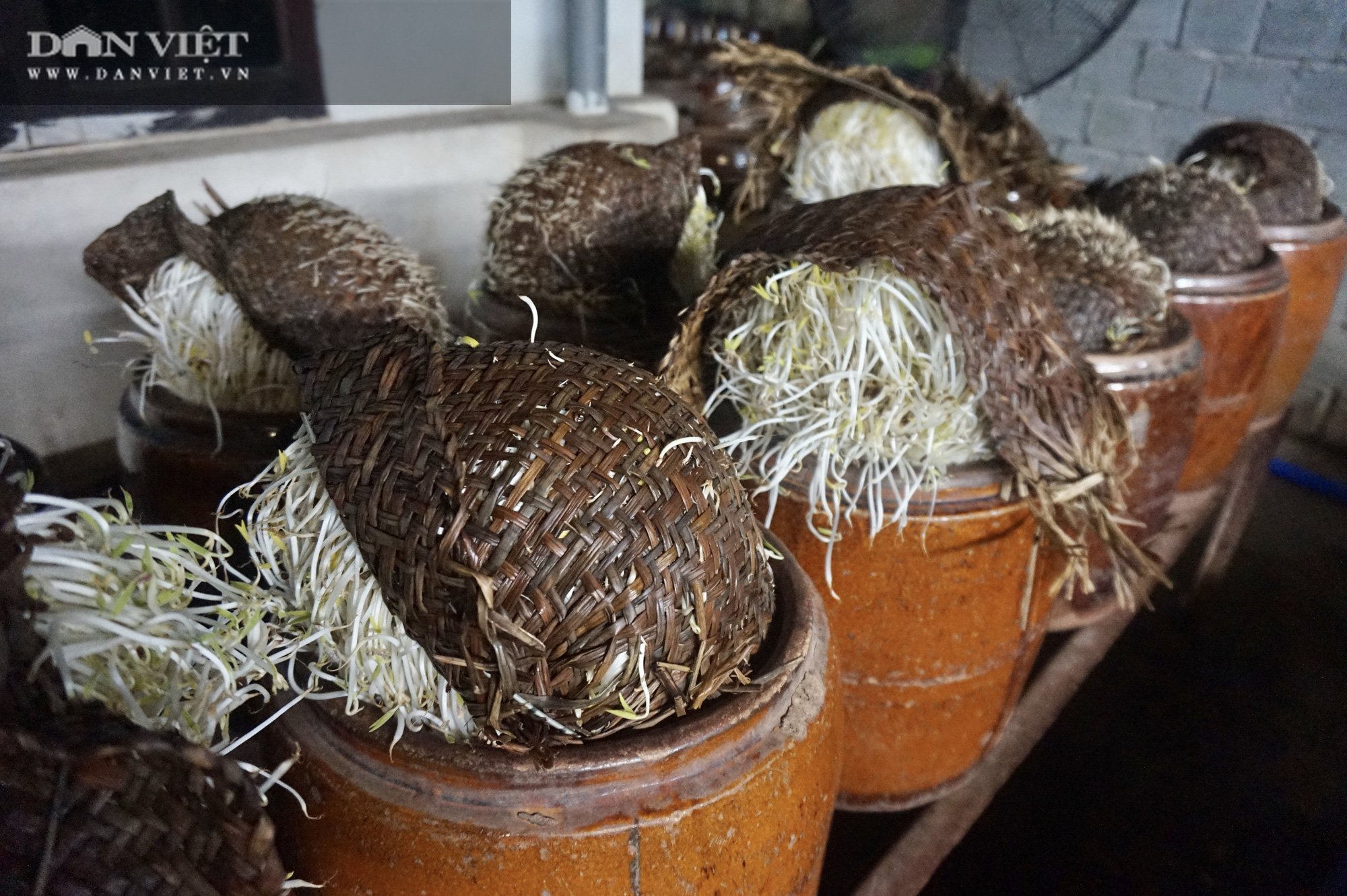 Đà Nẵng: Nông dân khấm khá nhờ nghề làm giá truyền thống - Ảnh 5.