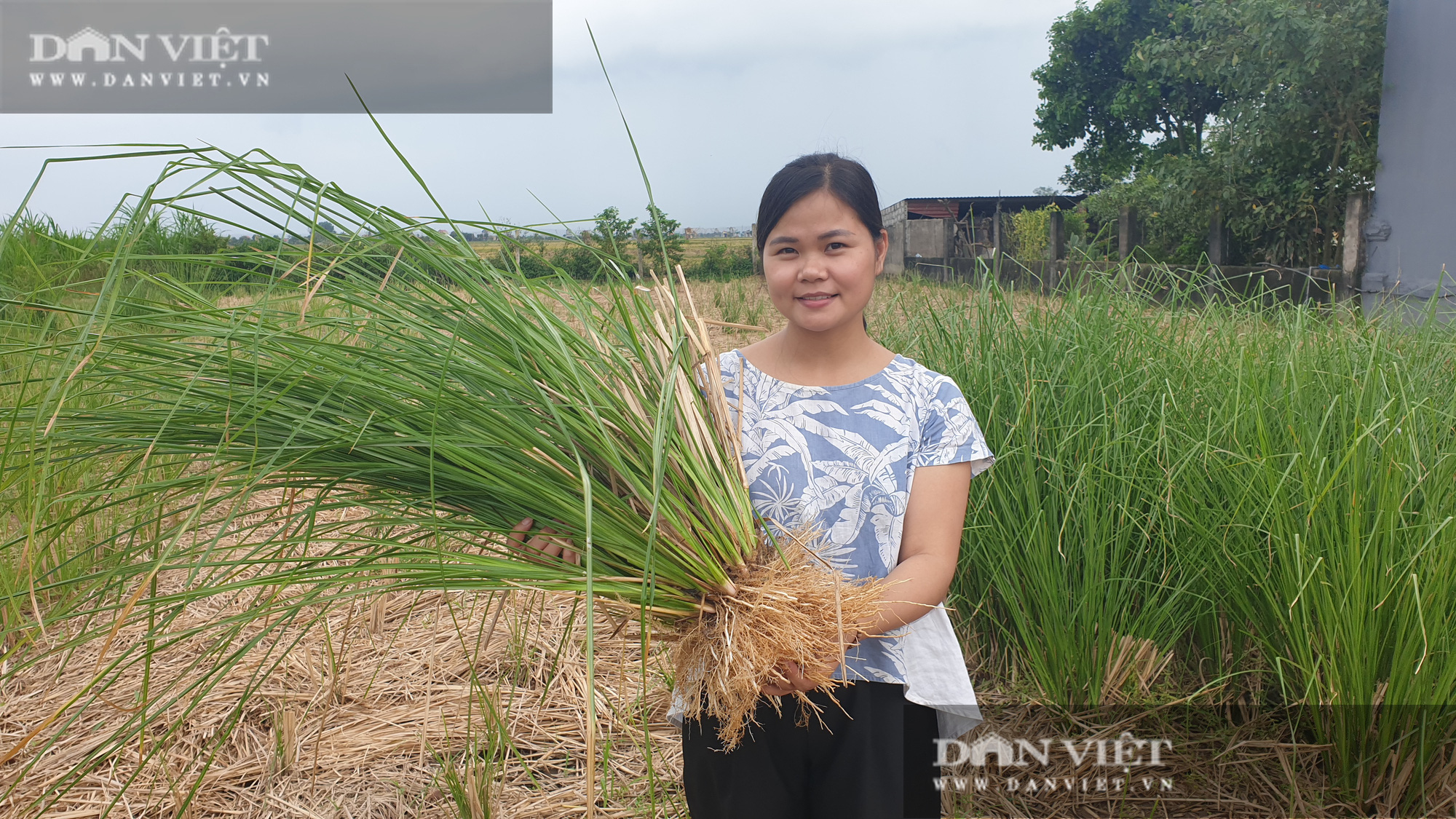 Ninh Bình: Bỏ việc lương cao về quê trồng loại cỏ lạ, cô gái 9x có thu nhập khủng - Ảnh 5.