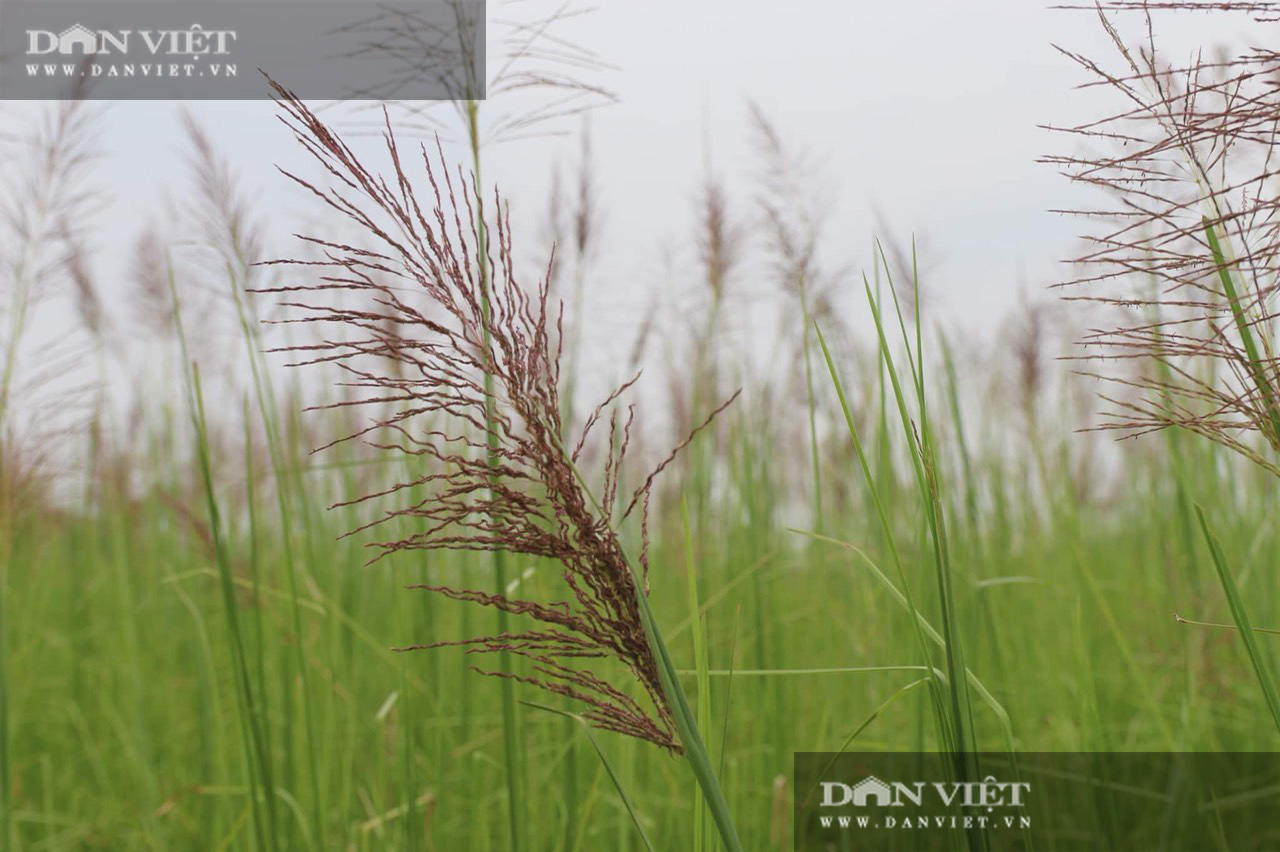 Ninh Bình: Bỏ việc lương cao về quê trồng loại cỏ lạ, cô gái 9x có thu nhập khủng - Ảnh 3.