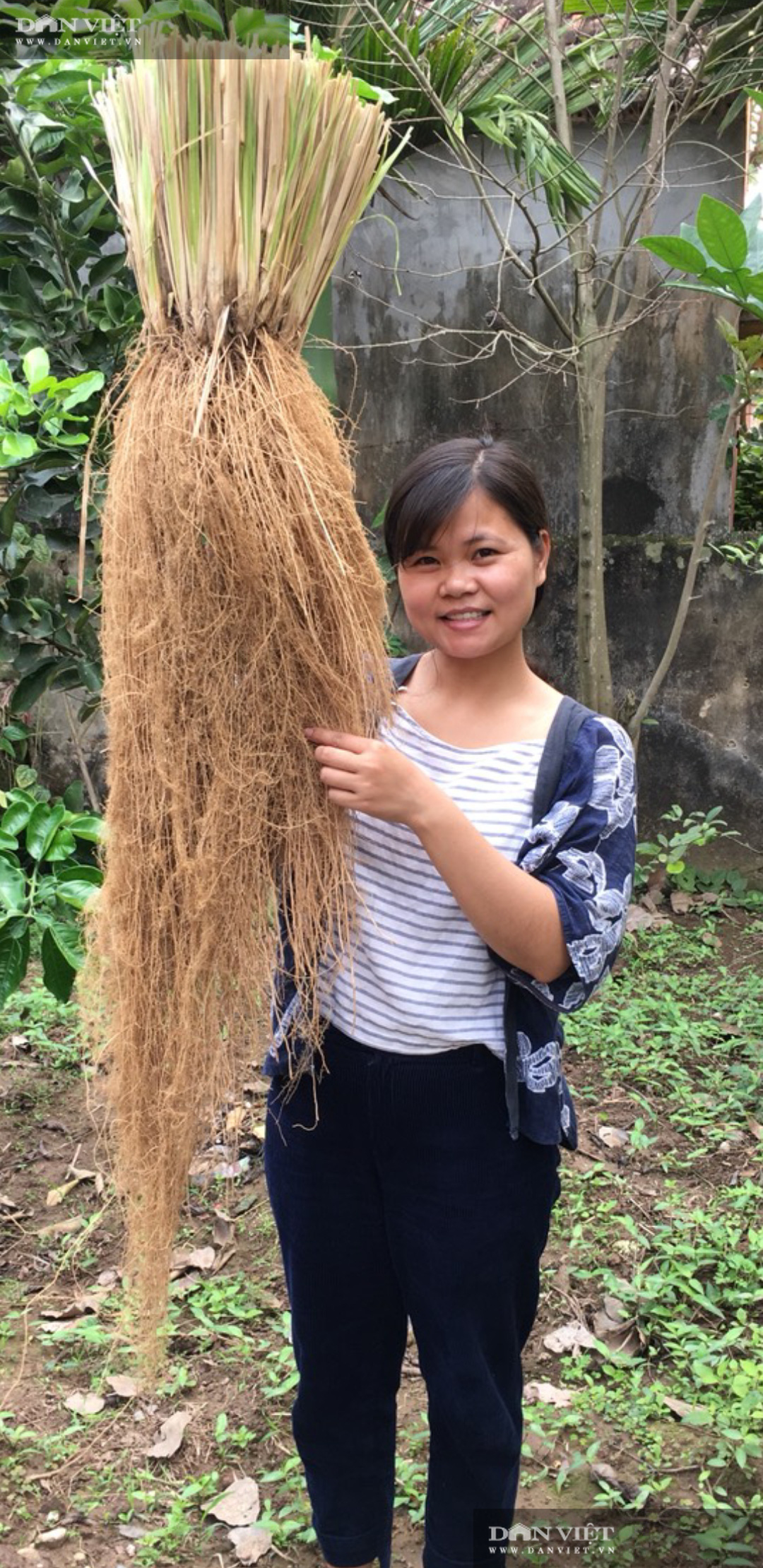 Ninh Bình: Bỏ việc lương cao về quê trồng loại cỏ lạ, cô gái 9x có thu nhập khủng - Ảnh 2.