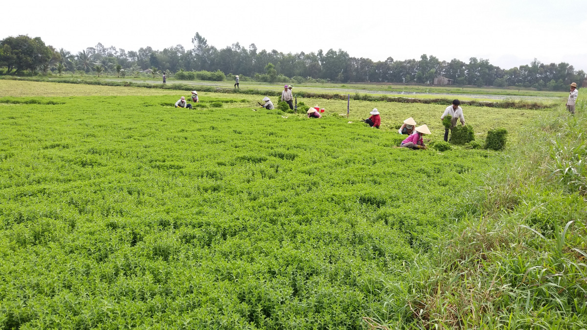 Nông dân Tiền Giang phấn khởi vì rau màu trúng giá - Ảnh 1. Nông dân Tiền Giang phấn khởi vì rau màu trúng giá - Ảnh 1.