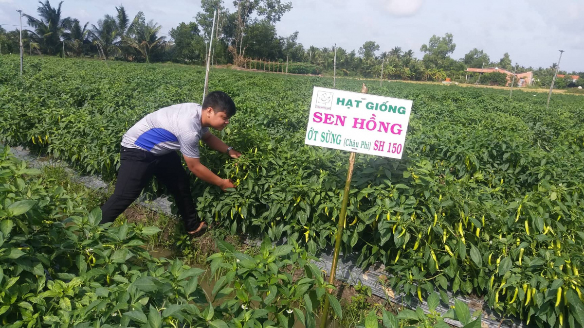 Nông dân Tiền Giang phấn khởi vì rau màu trúng giá - Ảnh 2. Nông dân Tiền Giang phấn khởi vì rau màu trúng giá - Ảnh 2.