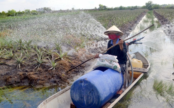 Người gieo 'đầu rồng, đuôi phụng, cánh tiên' trên đất phèn - Ảnh 3.