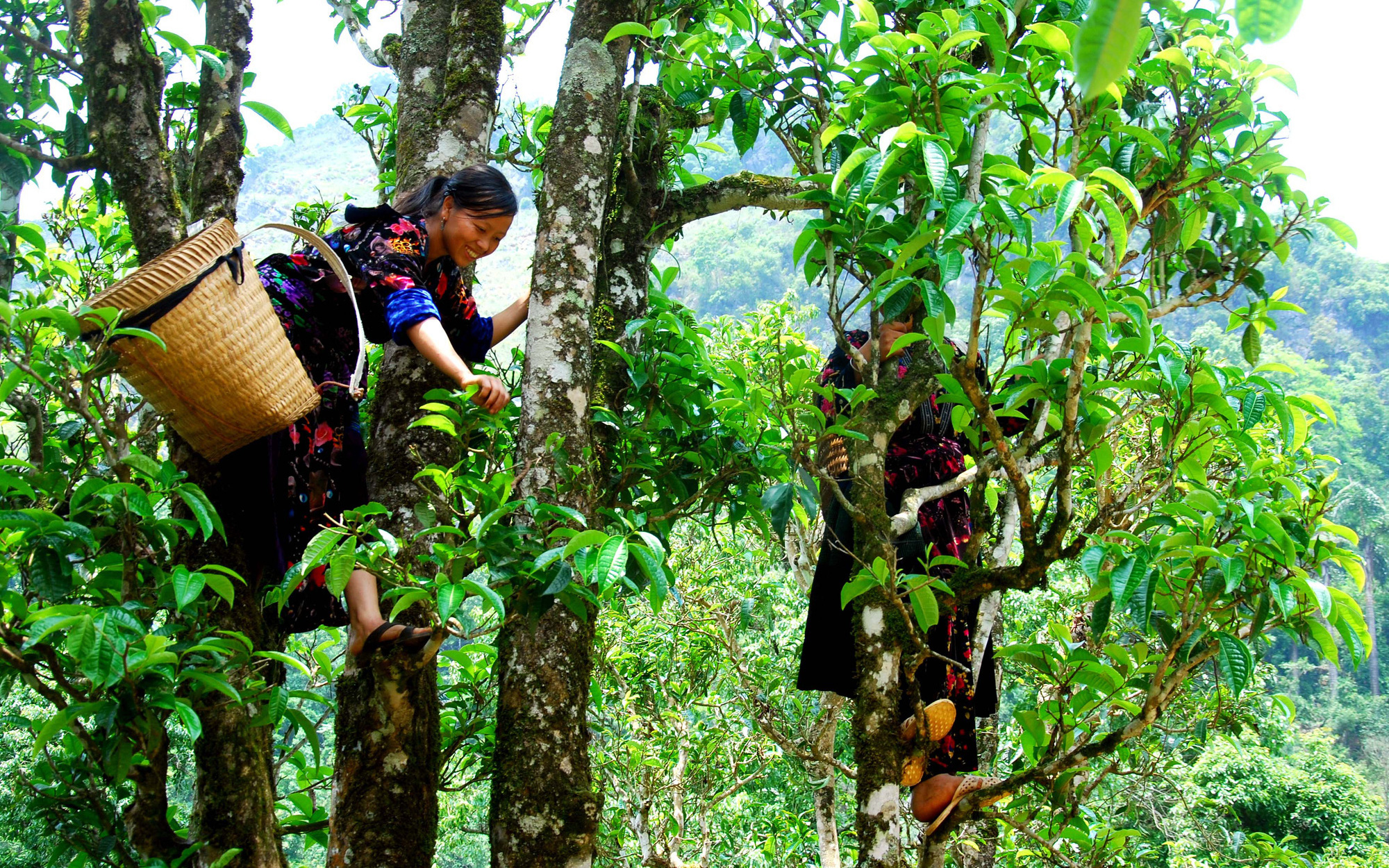 "Trầm bổng" hương vị chè cổ thụ Tủa Chùa, sản phẩm OCOP đặc biệt của Điện Biên 