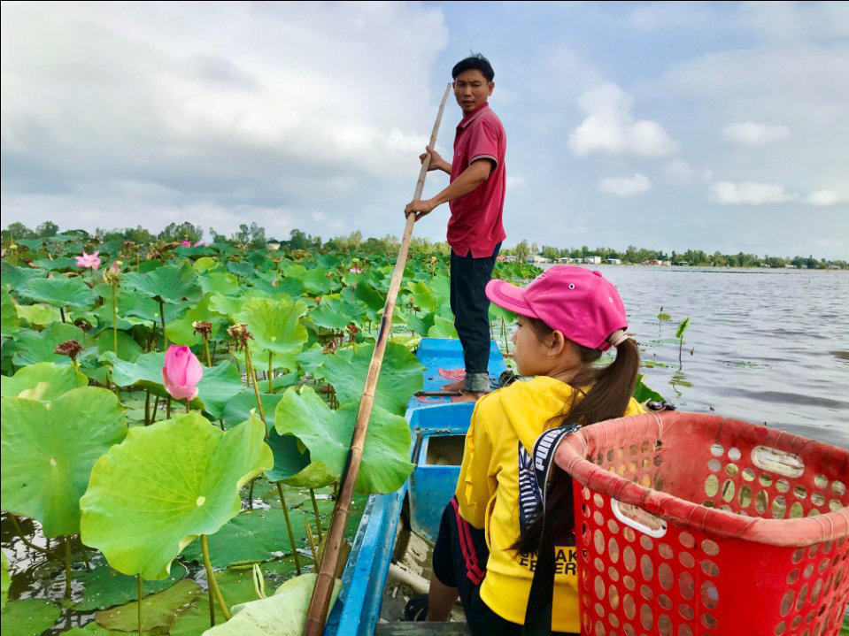 Thu nhập gần 80 triệu đồng/ha nhờ trồng sen trên đất lúa mùa nước nổi - Ảnh 1. Thu nhập gần 80 triệu đồng/ha nhờ trồng sen trên đất lúa mùa nước nổi - Ảnh 1.
