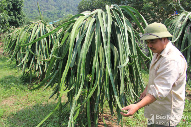 Ông nông dân biến &quot;vùng đất chết&quot; thành vựa thanh long lớn nhất Nghệ An, có quả nặng cả kg - Ảnh 2.