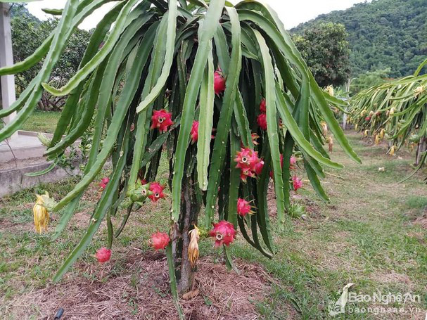 Ông nông dân biến &quot;vùng đất chết&quot; thành vựa thanh long lớn nhất Nghệ An, có quả nặng cả kg - Ảnh 4.