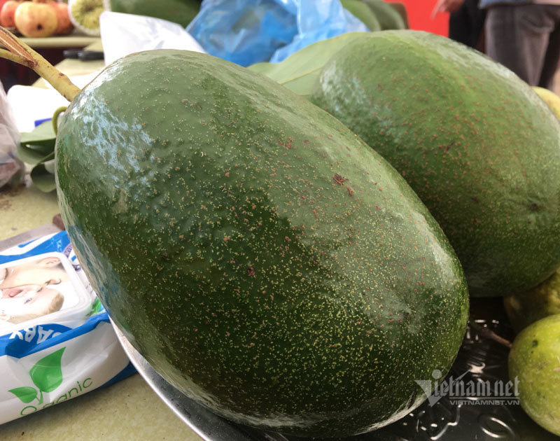 Quả bơ khổng lồ nặng 2 kg, hàng trên núi về gây sốt Hà thành - Ảnh 5. Quả bơ khổng lồ nặng 2 kg, hàng trên núi về gây sốt Hà thành - Ảnh 5.