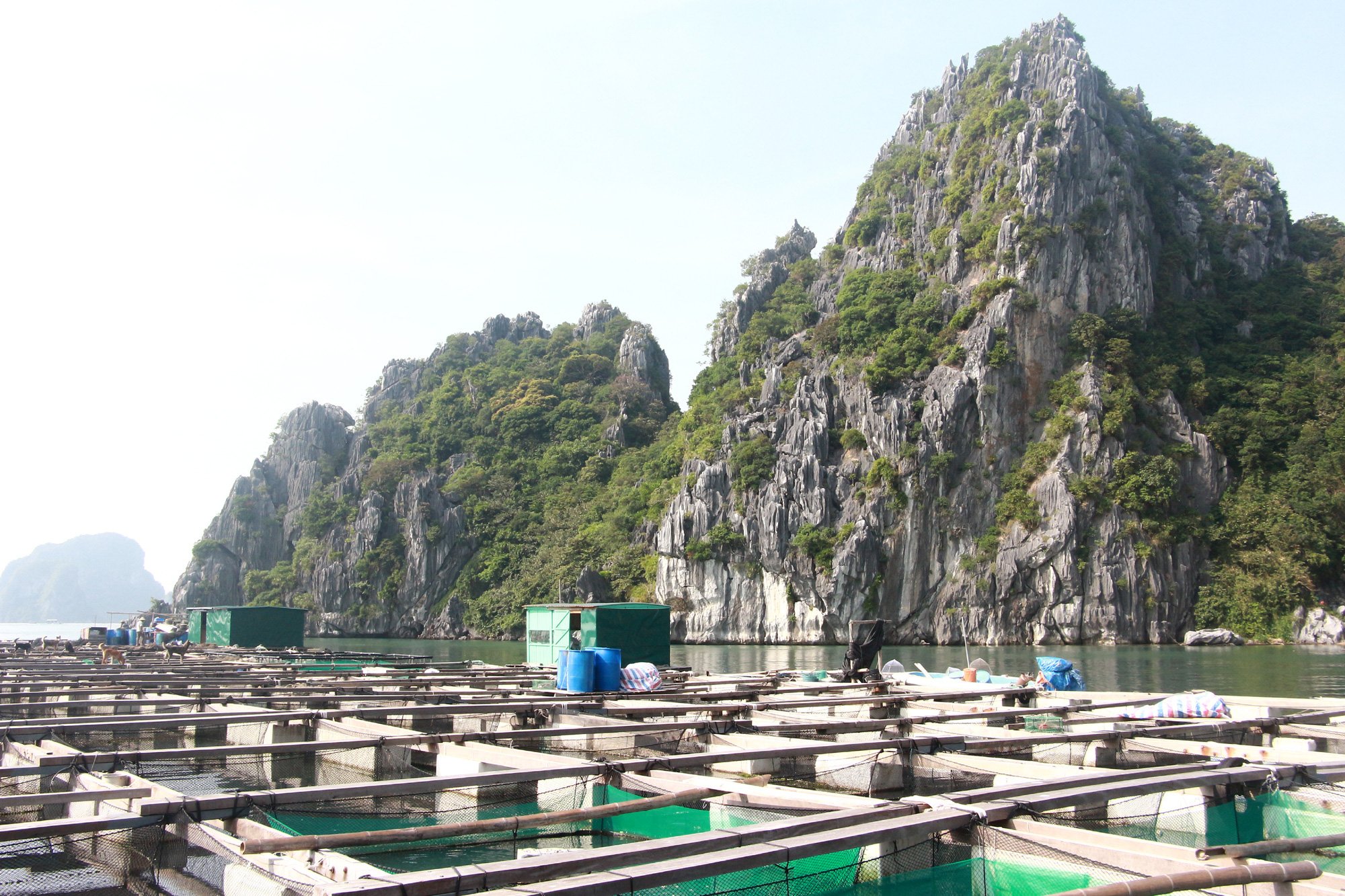 Sản vật biển tỉnh Quảng Ninh: Nuôi loài cá giò con to như bắp đùi người lớn, thịt ngọt, giá mềm là vì điều này - Ảnh 3.