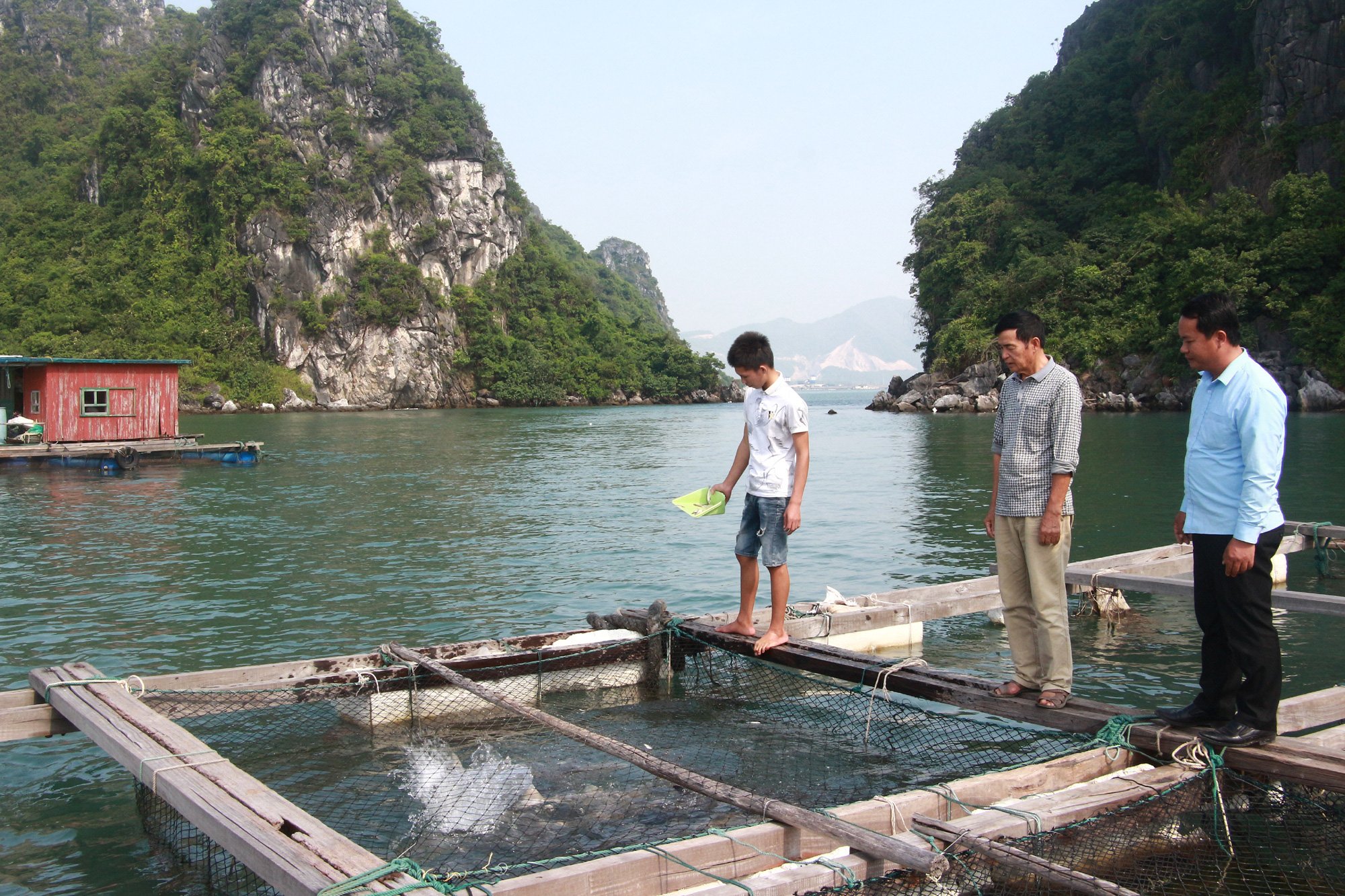 Sản vật biển tỉnh Quảng Ninh: Nuôi loài cá giò con to như bắp đùi người lớn, thịt ngọt, giá mềm là vì điều này - Ảnh 5.