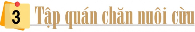 Nhiều tỉnh đã nuôi được cừu, nhưng nuôi bán thịt thì chỉ có tỉnh nào? - Ảnh 6.