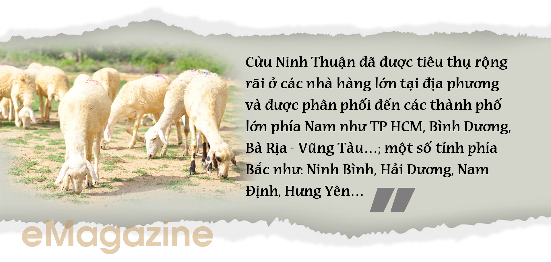 Nhiều tỉnh đã nuôi được cừu, nhưng nuôi bán thịt thì chỉ có tỉnh nào? - Ảnh 7.