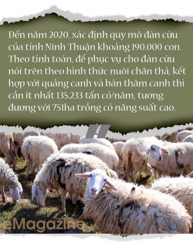 Nhiều tỉnh đã nuôi được cừu, nhưng nuôi bán thịt thì chỉ có tỉnh nào? - Ảnh 12.