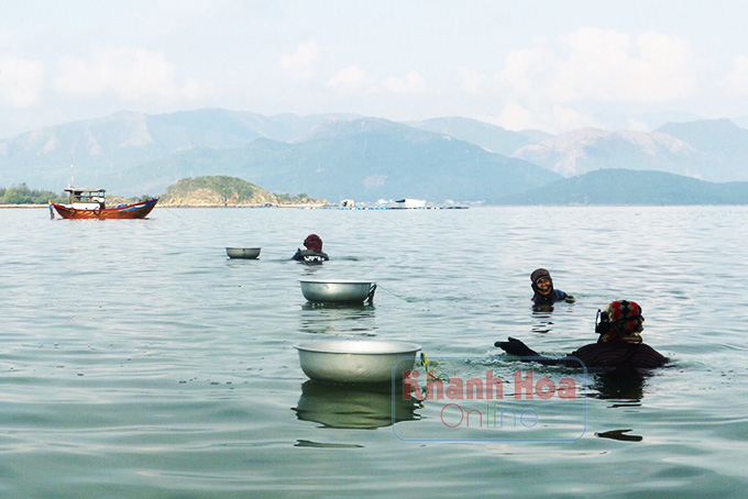 Khánh Hòa: Ở nơi này, đàn bà con gái ra biển mò bắt những con gì mà có lần gặp &quot;lành ít dữ nhiều&quot;? - Ảnh 5.