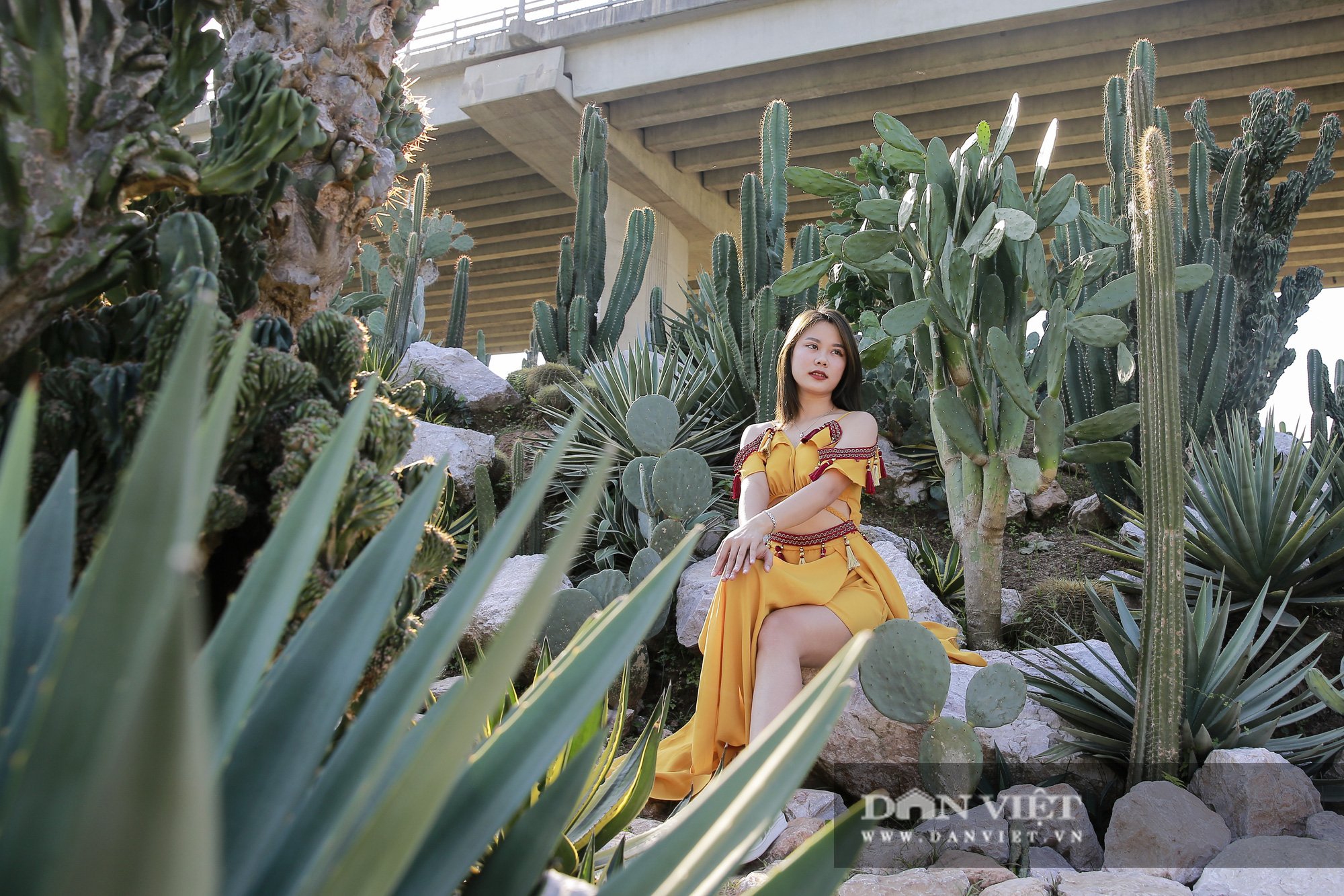 Vườn xương rồng Cacti Zone 'siêu chất' thu hút giới trẻ Hà Nội - Ảnh 3.