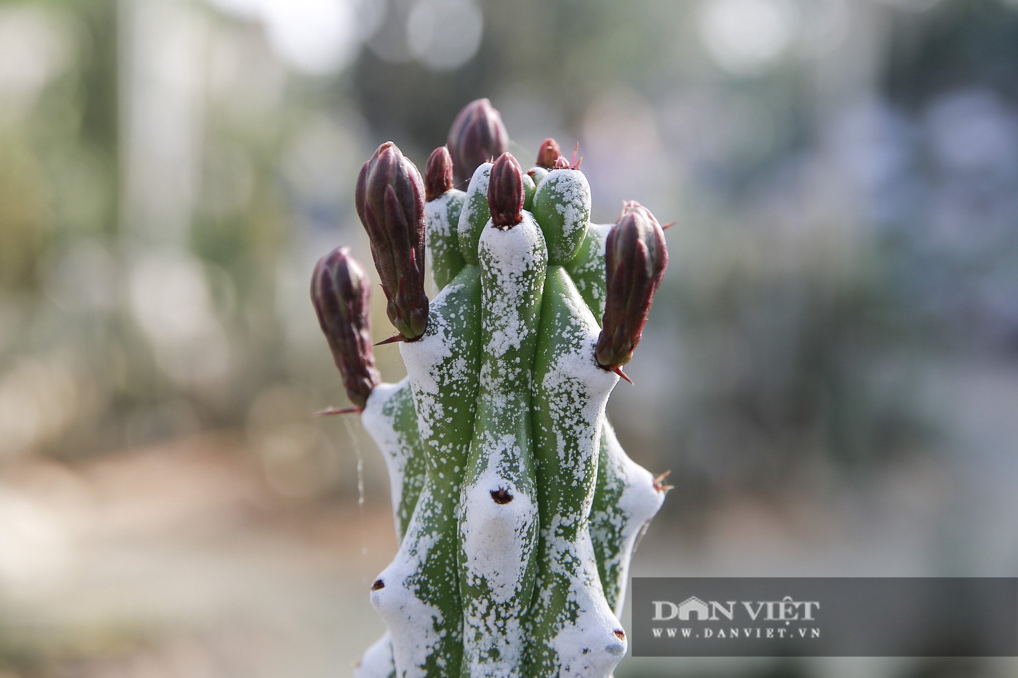 Vườn xương rồng Cacti Zone 'siêu chất' thu hút giới trẻ Hà Nội - Ảnh 6.