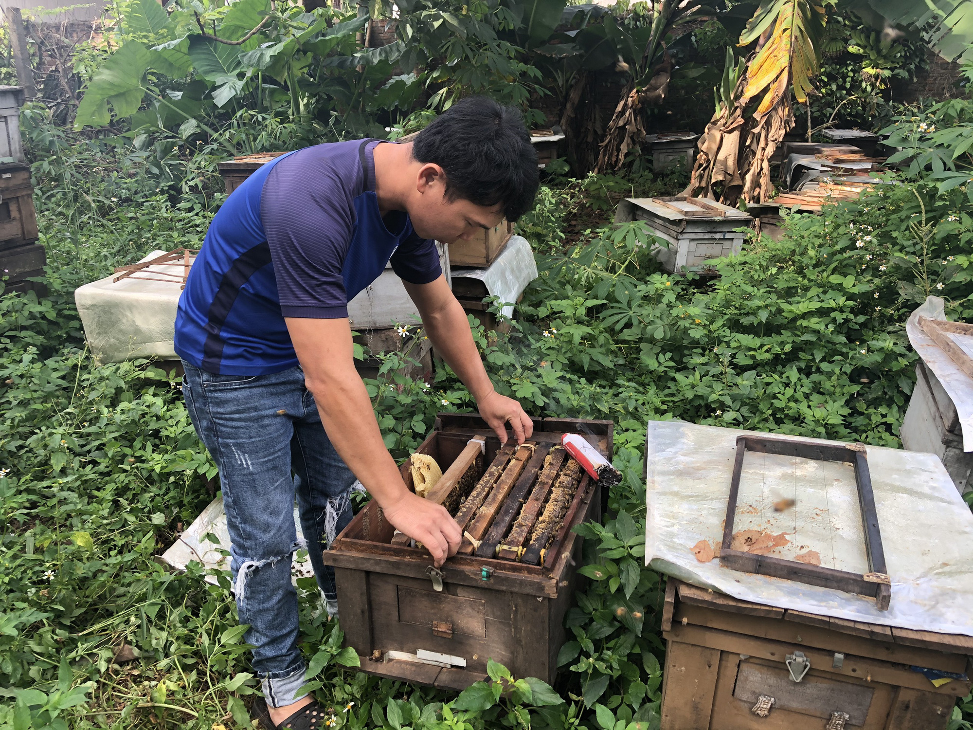 Xem anh nông dân chân đất làm sản phẩm OCOP thu 500 triệu/năm - Ảnh 1.