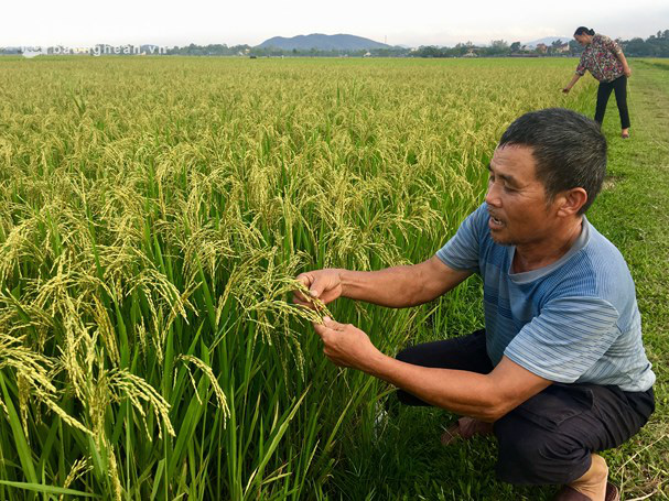 TT-Huế: Phát triển vùng sản xuất lúa chất lượng cao gần 25.000ha    - Ảnh 1.