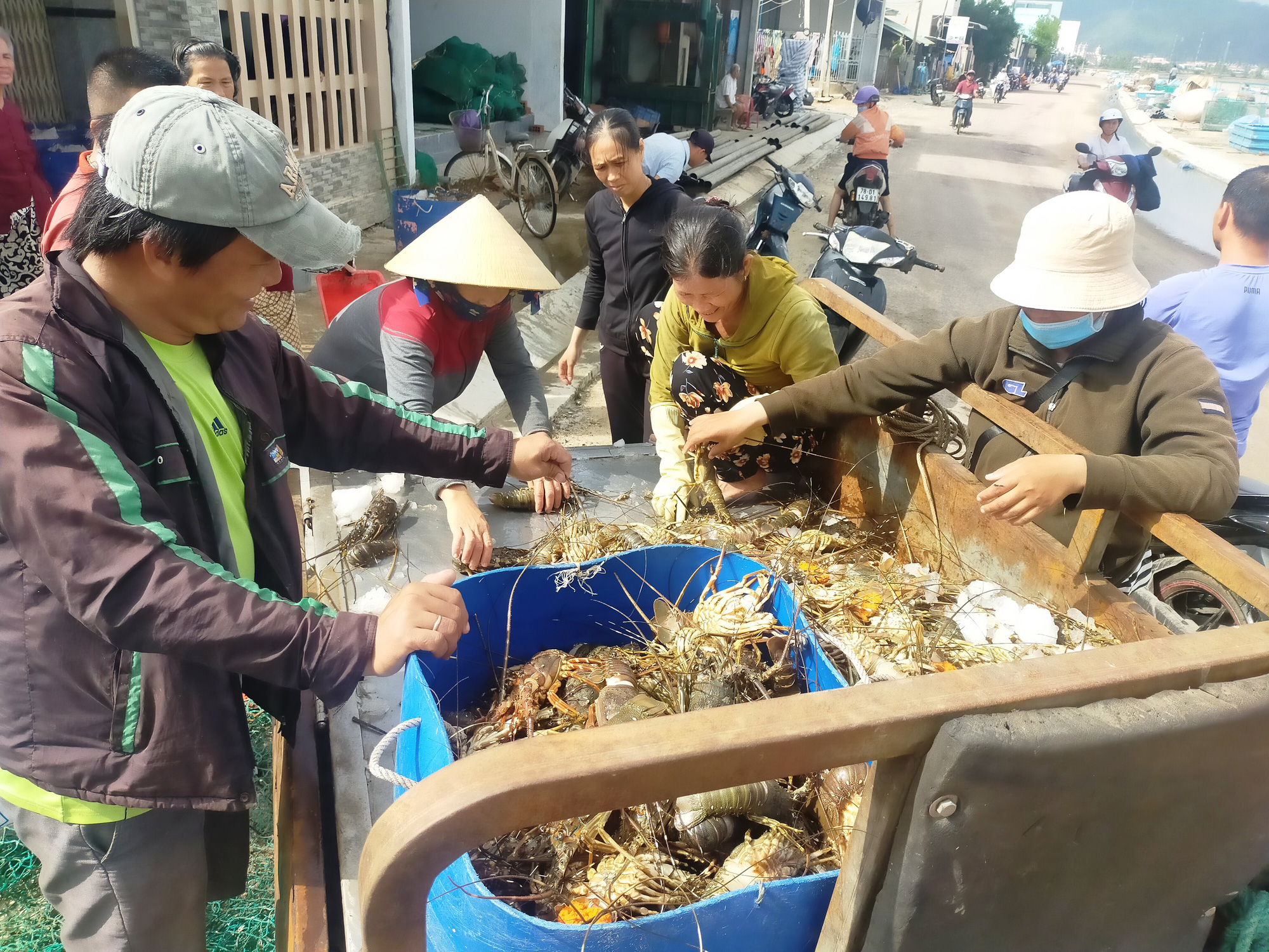 “Thủ phủ tôm hùm” Phú Yên thiệt hại nặng nề, người nuôi đau đớn, gào khóc bên đống tôm chết - Ảnh 5.