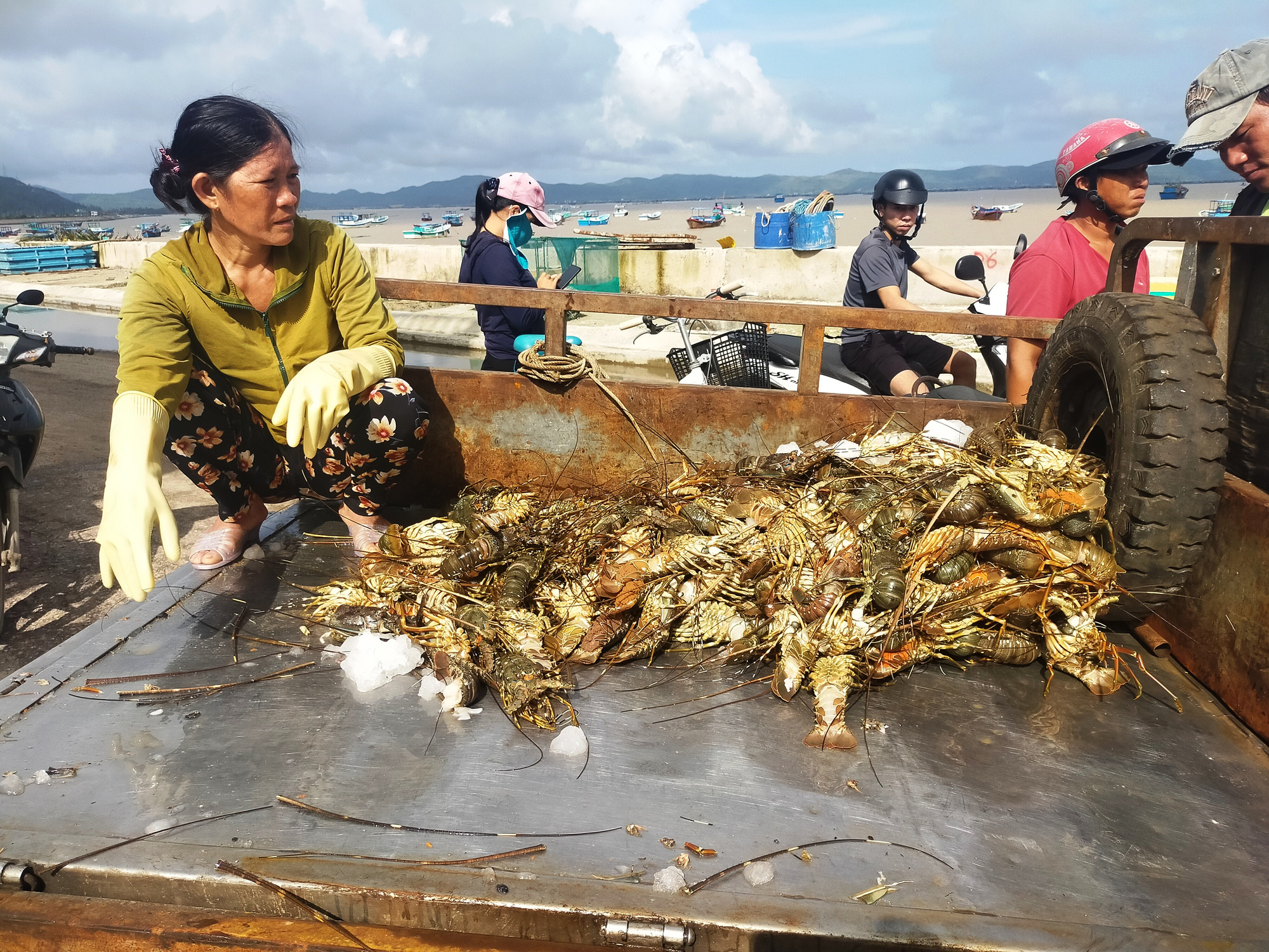 “Thủ phủ tôm hùm” Phú Yên thiệt hại nặng nề, người nuôi đau đớn, gào khóc bên đống tôm chết - Ảnh 8.