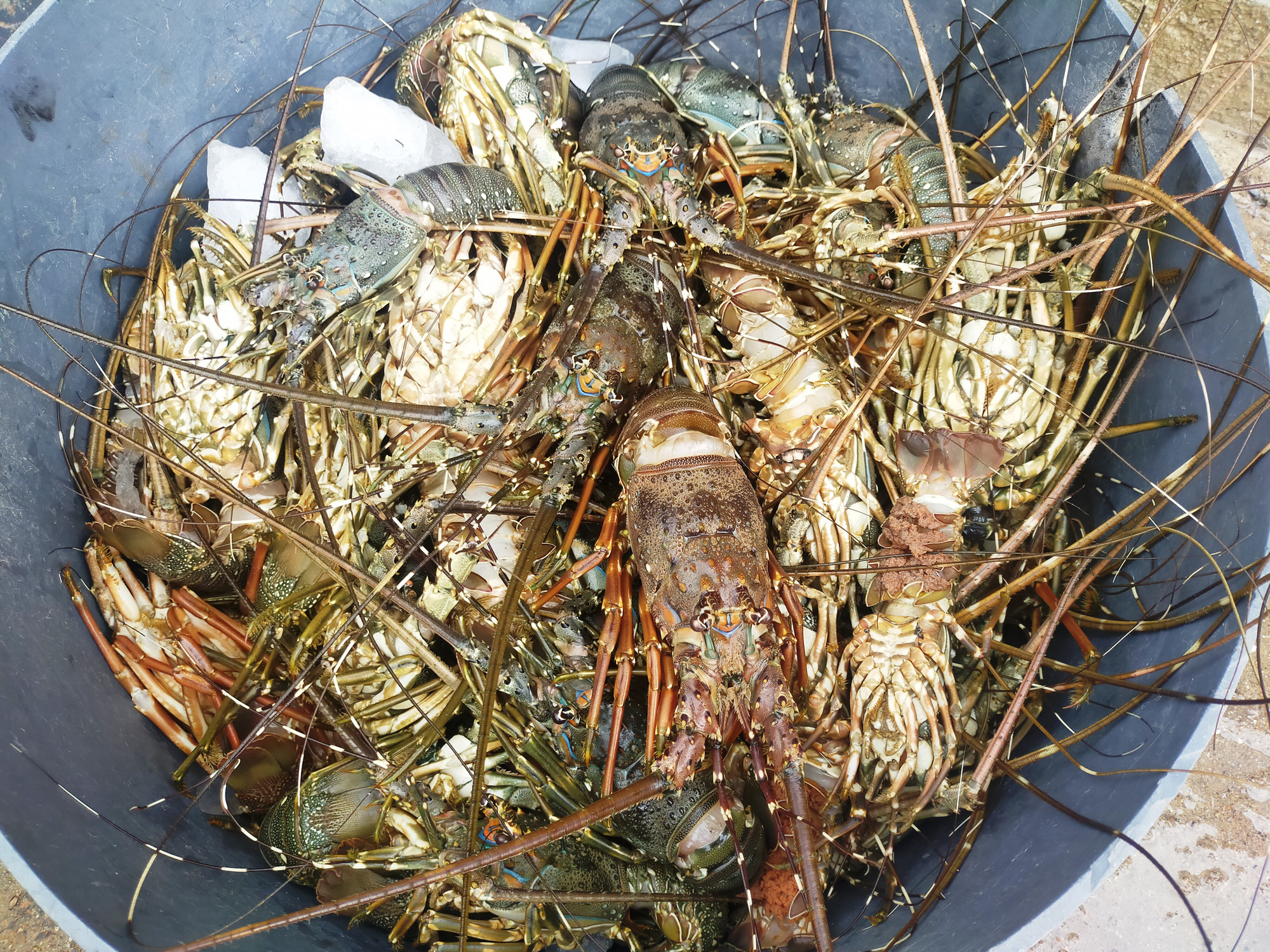 “Thủ phủ tôm hùm” Phú Yên thiệt hại nặng nề, người nuôi đau đớn, gào khóc bên đống tôm chết - Ảnh 9.
