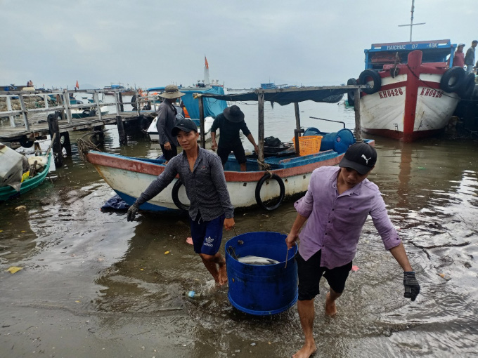 Lo bão lại vào, người nuôi lồng bè ồ ạt bán cá - Ảnh 1. Lo bão lại vào, người nuôi lồng bè ồ ạt bán cá - Ảnh 1.