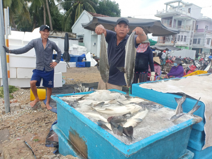 Lo bão lại vào, người nuôi lồng bè ồ ạt bán cá - Ảnh 5. Lo bão lại vào, người nuôi lồng bè ồ ạt bán cá - Ảnh 5.